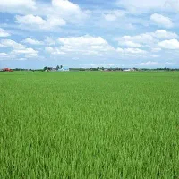 زمین کشاورزی