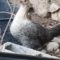 مرغ براکل
