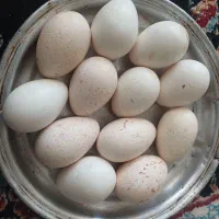 تخم بوقلمون