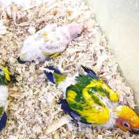 طوطی خورشیدی