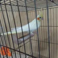 عروس هلندی ماده بی نظیر