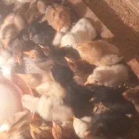 جوجه محلی|حیوانات مزرعه|رشت, آزادگان|دیوار