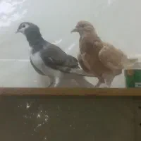 کبوتر دو عدد