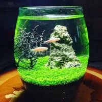 بذر چمن مونت کارلو تازه