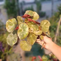 گل بگونیا چرمی زیبا و خوش رنگ