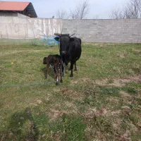 گاو و گوساله نر