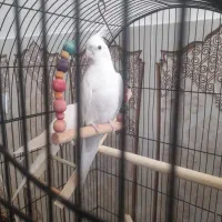 جفت عروس هلندی کار داده