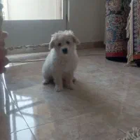سگ گلدن