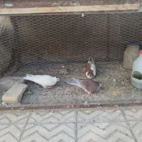 3کبوترطاقی اصل دوتا نریک ماده سفید مبلغ 900