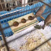 فنچ|پرنده|شیراز, گلدشت معالی‌آباد|دیوار