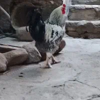 مرغ و خروس برهما