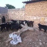 کهره نر