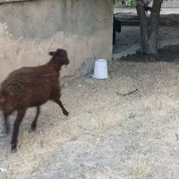 فروش بره بزرگ ماده