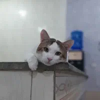 واگذاری رایگان گربه