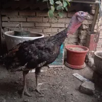 بوقلمون نر
