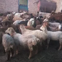 بره ماده ( گوسفند )