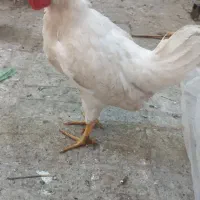 نیمچه سفید