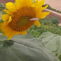 کار با تیلر