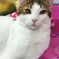 واگذاری رایگان گربه اهلی