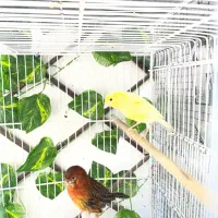 قناری ماده آماده