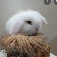 خرگوش لوپ چشم آبی