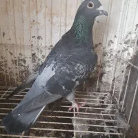 کفترمسابقه ای