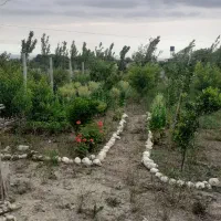 باغ آماده۴۵۰ متری شموشک بالا۳ ساله برای مصرف کننده