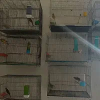 تعدادی قناری نر و ماده و جوجه جفت