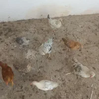 جوجه مرغ|حیوانات مزرعه|تربت‌حیدریه, بالا ولایت|دیوار