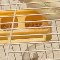 قناری نر وماده