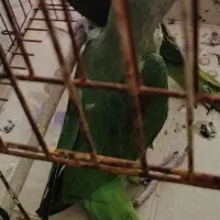 جوجه شاه طوطی