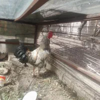 باسلام خدمت شما دوستان عزیز یک عدد خروس دورگه لاری