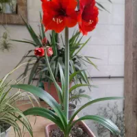 گل اماریلیس هلندی