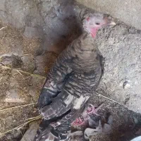 بوقلمون