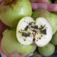 سیب سبزخوشمزه