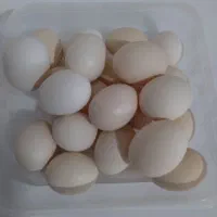 تخم مرغ محلی