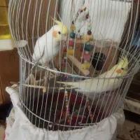 عروس هلندی نر و ماده سخنگو‌ ورام دستی