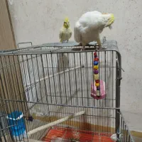عروس هلندی