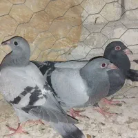 جوجه پلاکی