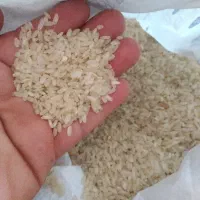برنج چمپا