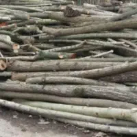 خریداروفروش چوب صنوبر