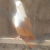 کلاغ ماده