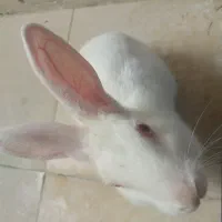 خرگوش سفید دستی
