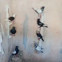 کفتر شکار