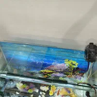 حیوان خانگی آکواریوم