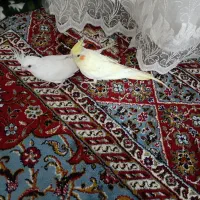 یه جفت عروس آلبینو سخنگو به شرط حرف