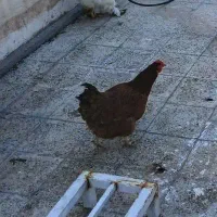 فروش یا معاوضه مرغ