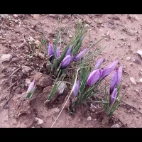 پیاز زعفران