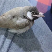 جراحی بندر ماهشهر