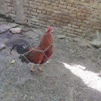 فروش خروس
